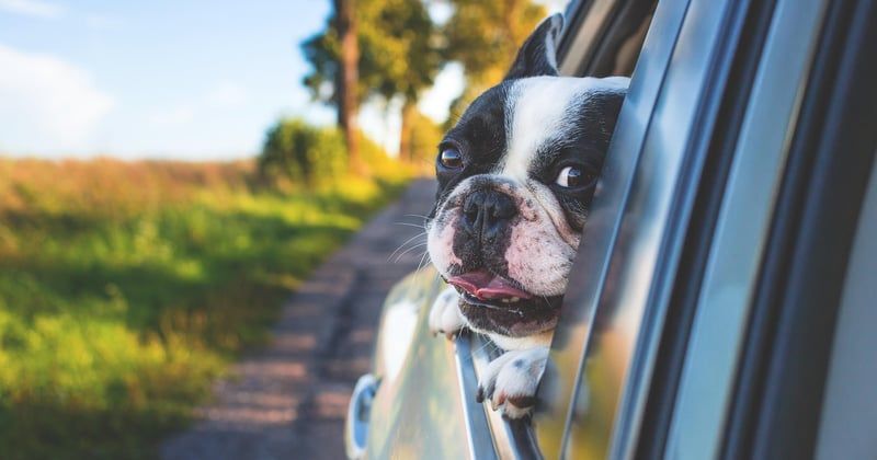 Aménager le coffre d'un break pour transporter son chien : nos astuces pratiques